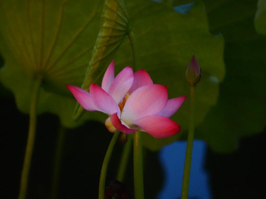 1754386382116912.png 1754386122051.png